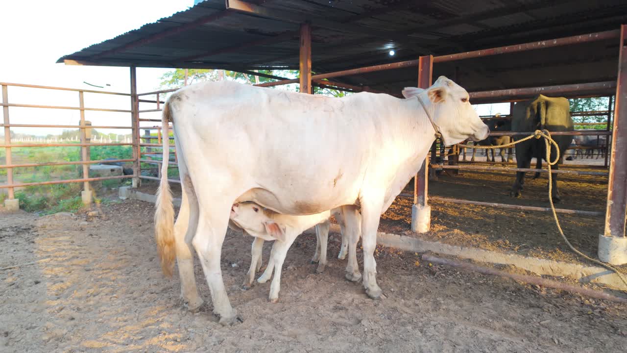 Cows and Calves in a Farm Barn