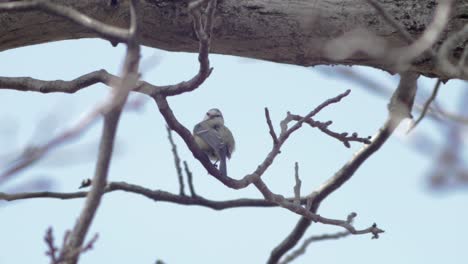 Slow-Motion-medium-wide-shot-of-1-great-tit-sitting-on-a-branch,-nibbling-on-a-small-branch-and-cleaning-itself