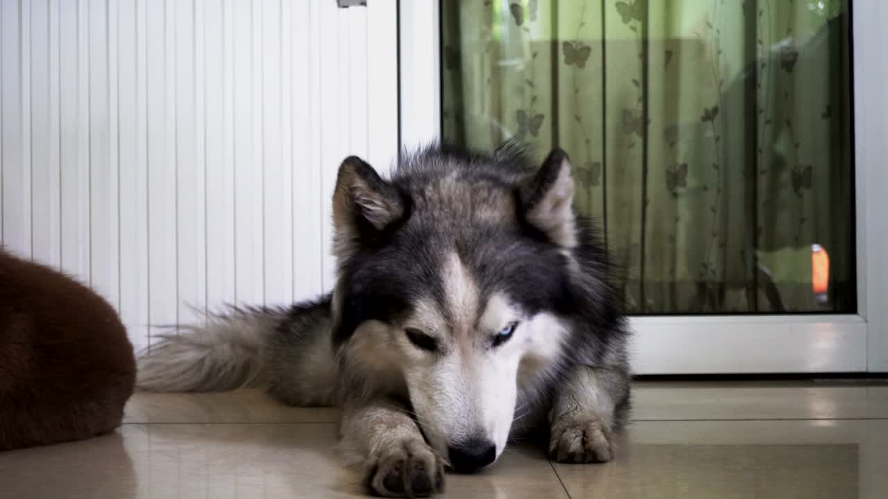 문 근처에 누워있는 시베리아 허스키