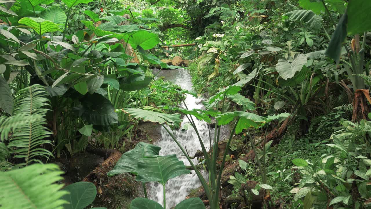 Piante verdi con fogliame fresco in un ambiente di ruscello nella foresta pluviale.
