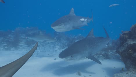 tiger shark with dented nose swims through sharknado towards cameraman