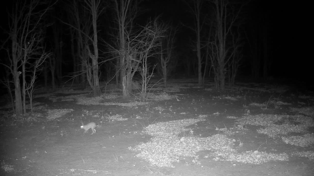 Scatto notturno di lepre maculata del Capo (Lepus saxatilis) nella regione di Savuti del Parco Nazionale Chobe, Botswana