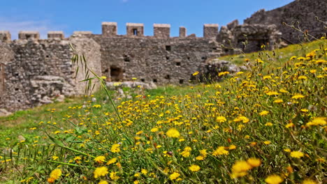 Close-up-shot-of-wild-yellow-flowers-in-bloom-inside-Medieval-Chlemoutsi-castle,-Peloponnese,-Kyllini-Andravida-in-Greece-on-a-spring-day