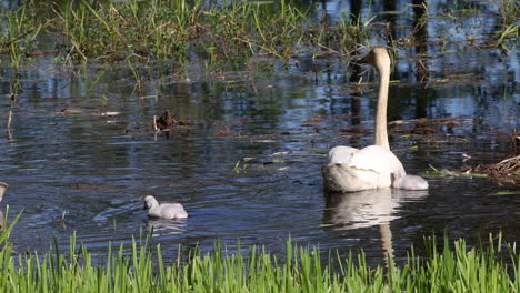 female swan swimming with small chicks, in pond water, in sunny scandinavia