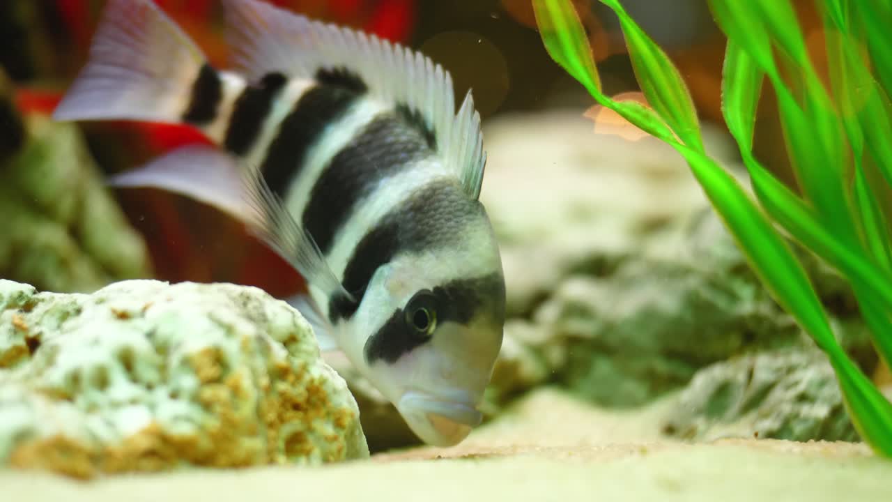 Afrikansk cichlide i akvarium