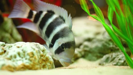 cíclido africano en el acuario