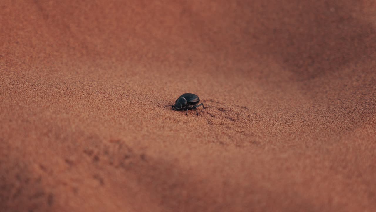 detalle de un insecto negro caminando por la arena en un desierto