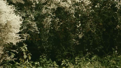 árboles-Y-Flores-Europeos-Bajo-La-Lluvia-De-Otoño-Con-Pinos-Y-Arbustos