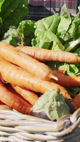 video of hands of caucasian woman putting carrots into basket full of freshly picked vegetables