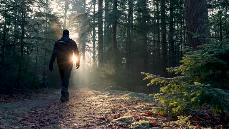 man walking through a forest at sunrise