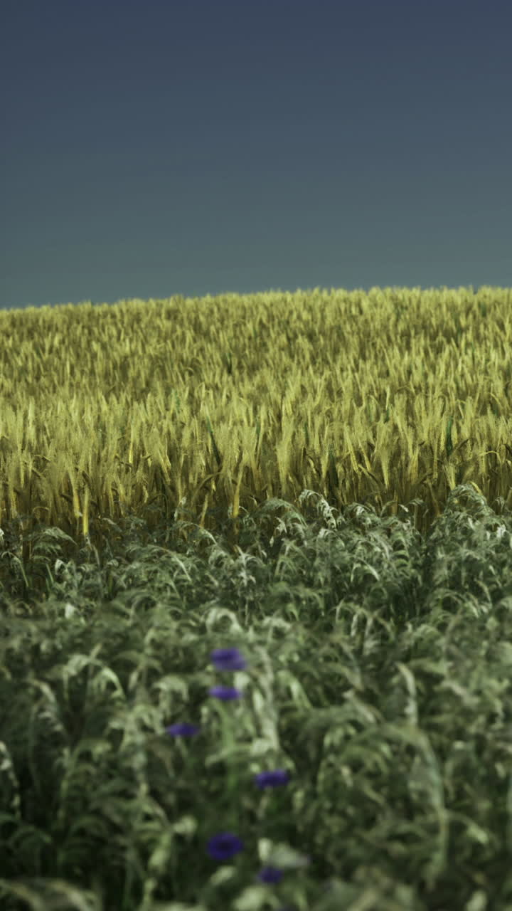 Grano ed erba crescono in un campo sotto un cielo blu di giorno