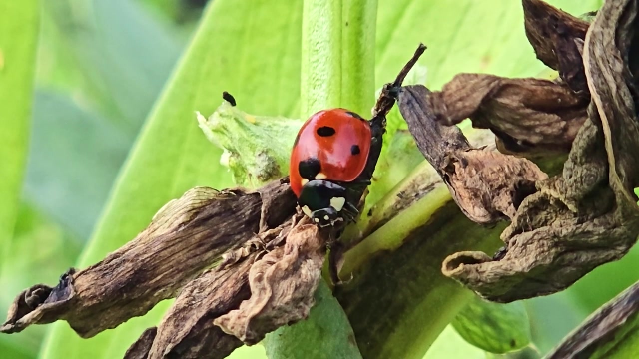 A ladybug sits perfectly motionless on a dried plant stem in this macro shot.