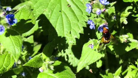 Primer-Plano-De-Abeja