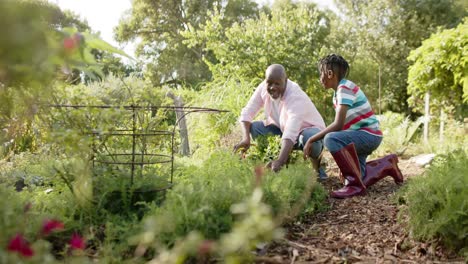 Happy-senior-african-american-grandfather-and-grandson-picking-vegetables-in-sunny-vegetable-garden