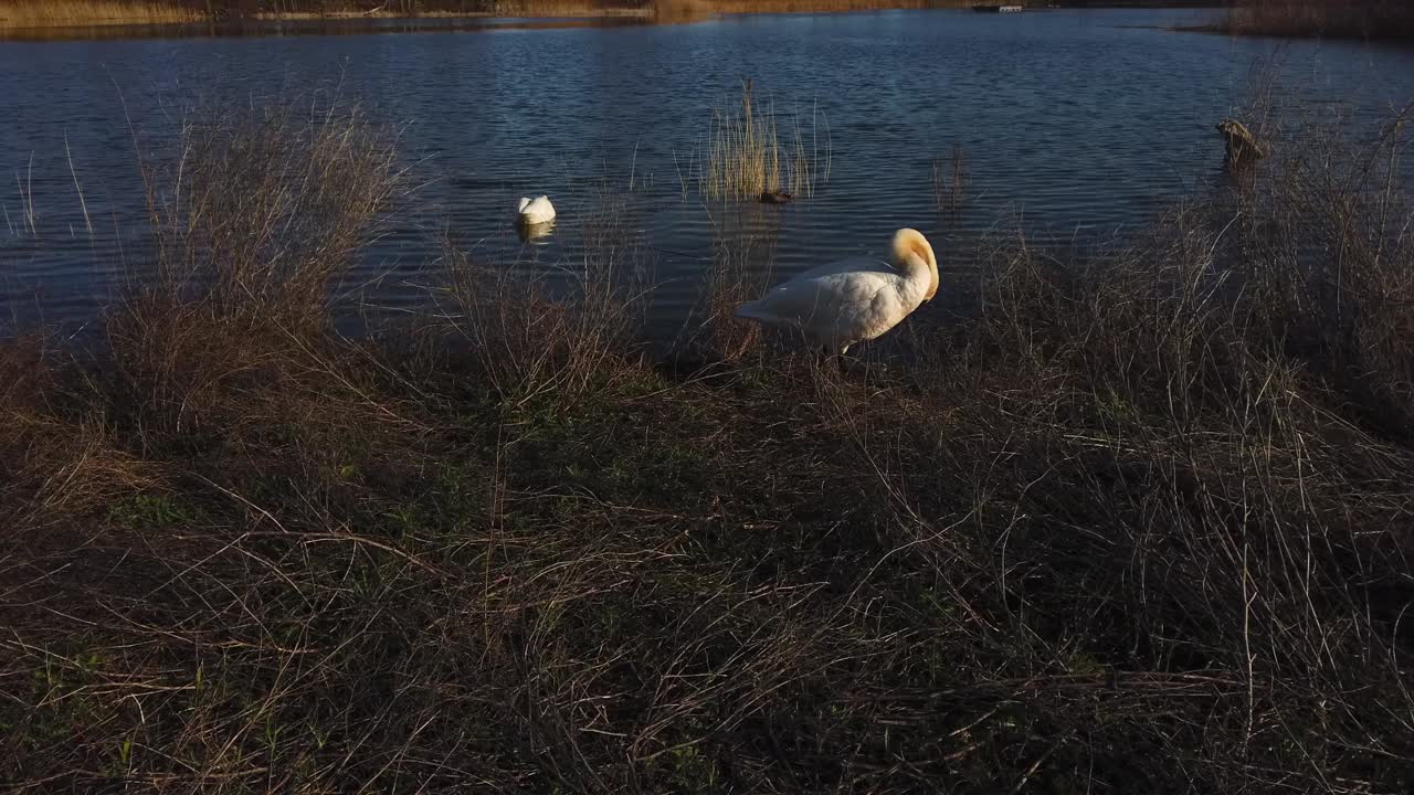 plano general de un cisne podándose en un parque natural contra el fondo del lago