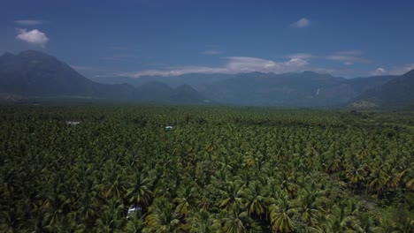 Vista-Aérea-Panorámica-De-Grandes-Campos-De-Cultivo-De-Coco-En-Las-Colinas-De-Los-Ghats-Occidentales,-En-El-Sur-De-La-India.