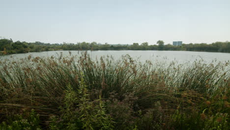 lake surrounded by vegetation