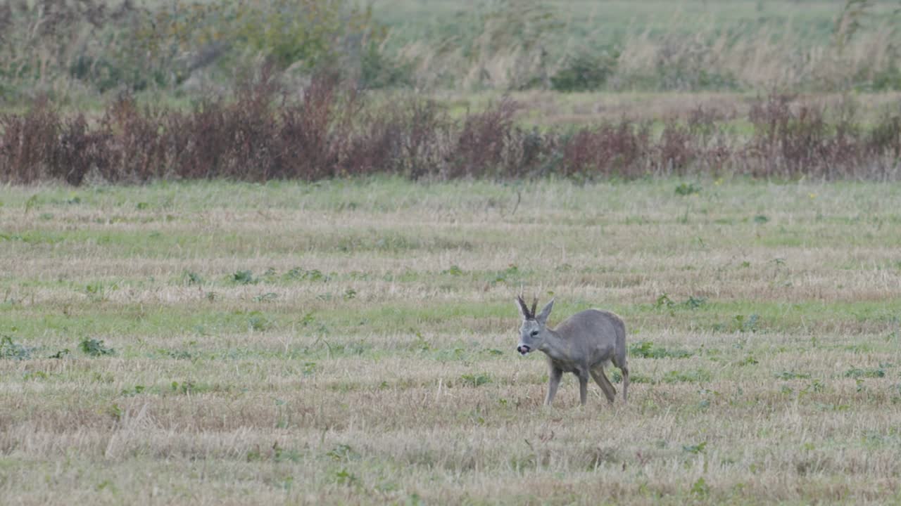건초 롤 먹는 노루 사이 새벽 황혼 저녁 가을 빛에 노루