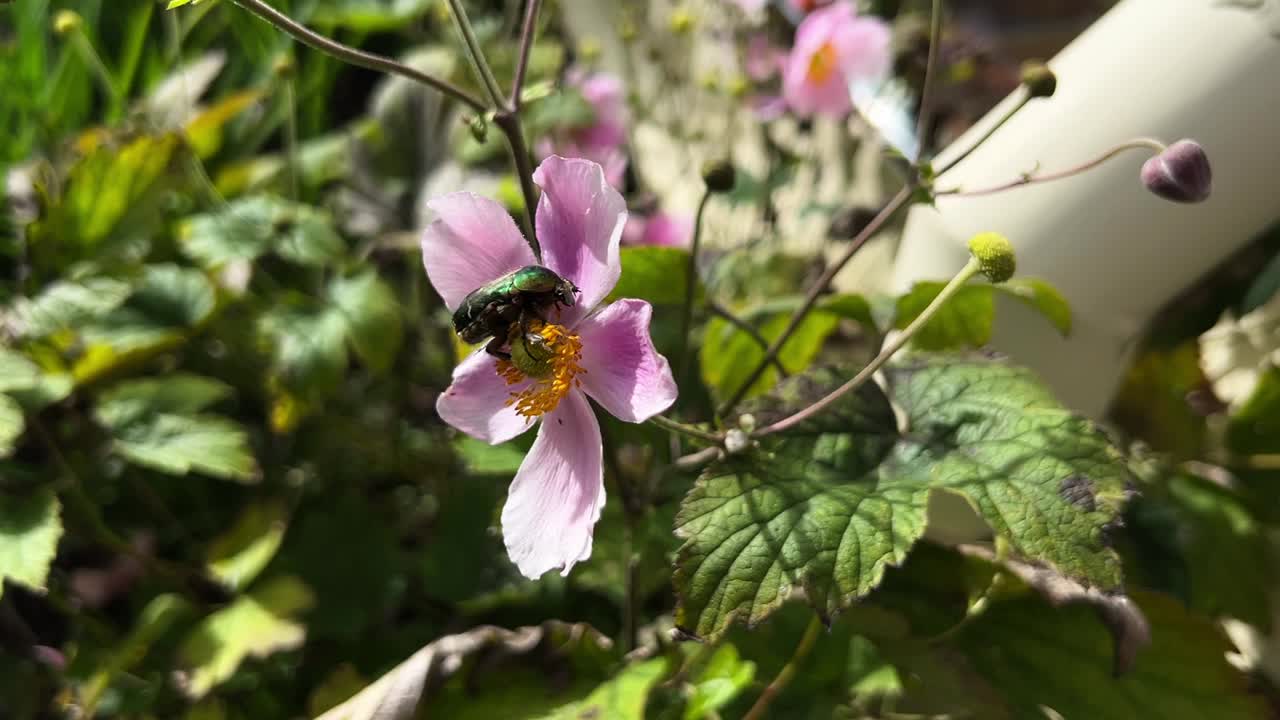 plano general de un escarabajo chafer sentado en una flor rosa descansando después de un vuelo