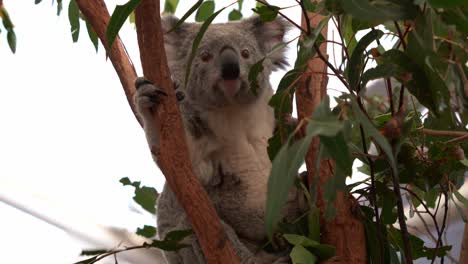 koala, phascolarctos cinereus spotted scratching its fluffy grey fur and adjusting its sitting position on the tree fork, close up shot