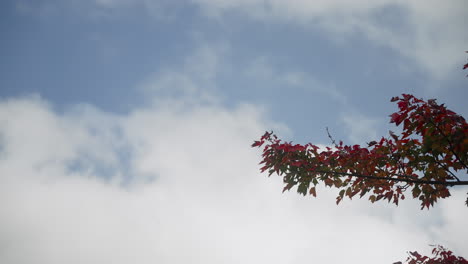 Rama-De-árbol-De-Otoño-Con-Nubes-Rodantes-En-El-Fondo-4k-60fps