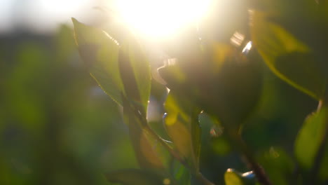 close up of sun drenched leaves in garden with bokeh light