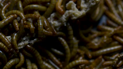 the mealworm is a species of darkling beetle used to feed pets like fish, snakes, birds, and frogs