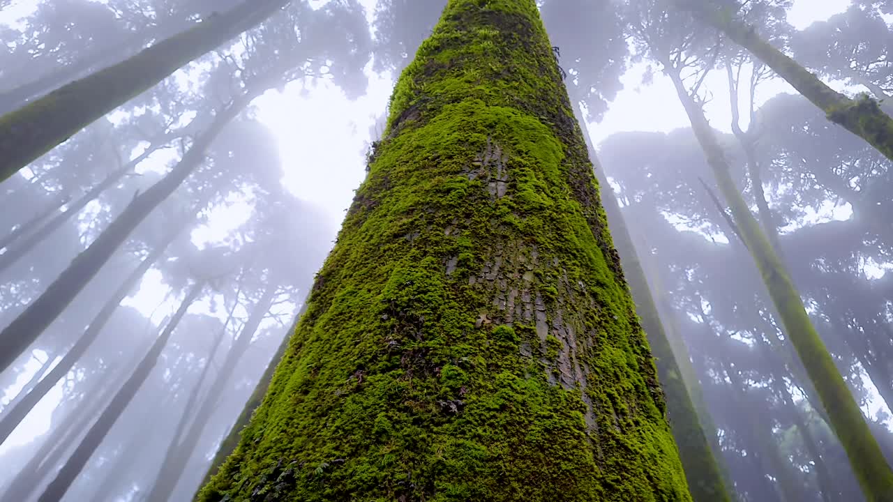 bosque de pinos con niebla blanca por la mañana desde diferentes ángulos en detalles