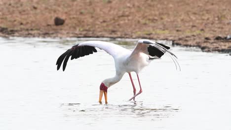 Ein-Gelbschnabelstorch,-Der-Mit-Geöffneten-Flügeln-In-Einem-Wasserloch-Im-Krüger-Nationalpark-Fischt