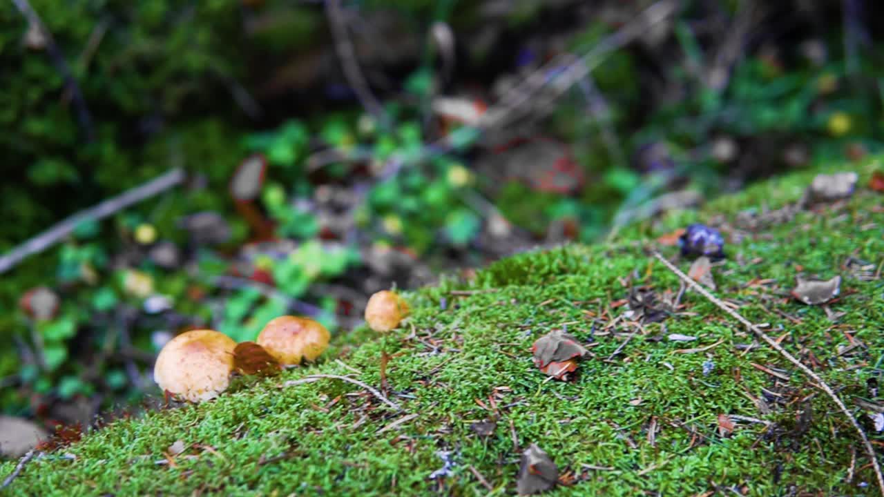 Slow panning shot of small mushrooms on a mossy log in an autumn forest
