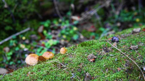 Slow-panning-shot-of-small-mushrooms-on-a-mossy-log-in-an-autumn-forest