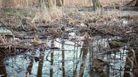 swamp lake trees