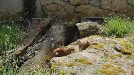 Par-De-Mangostas-Amarillas-Peleando-En-El-Zoológico