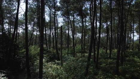 Drone-passing-between-trees-of-Chambre-au-Loup-small-valley,-Brocéliande-forest,-Brittany-in-France