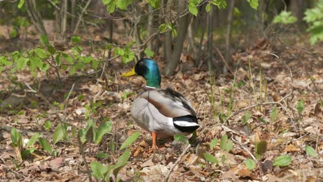 wild duck walking through the forest