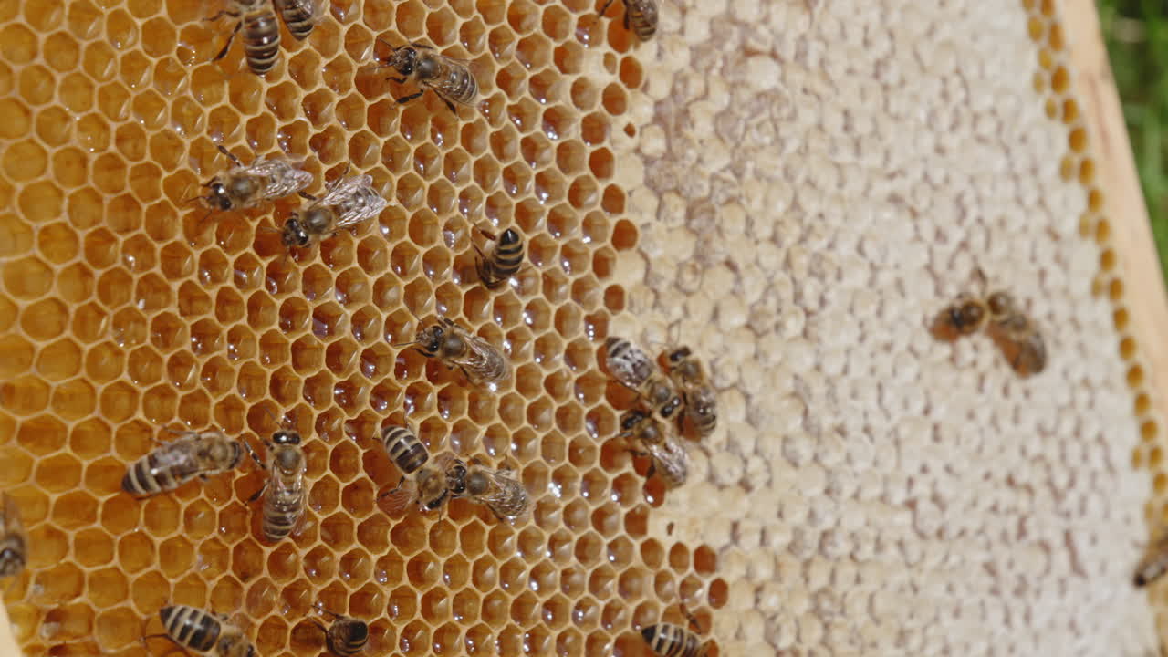 Some working bees walk over the wax frame. Honeycombs are half-sealed and fresh honey is sparkling in the light. Close up.