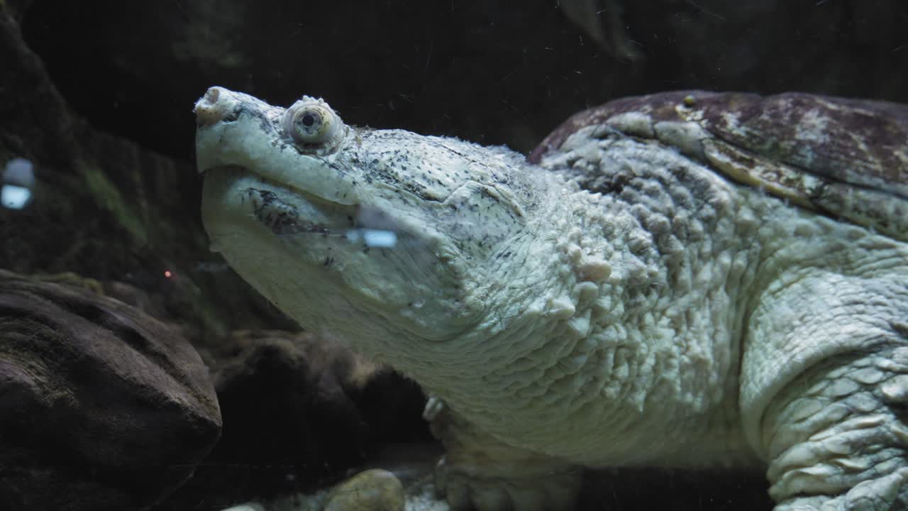 cerca de la tortuga mordedora común en el acuario de gdynia