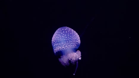 a glowing phyllorhiza punctata jellyfish drifts gracefully in the dark ocean, its bioluminescence illuminating the water