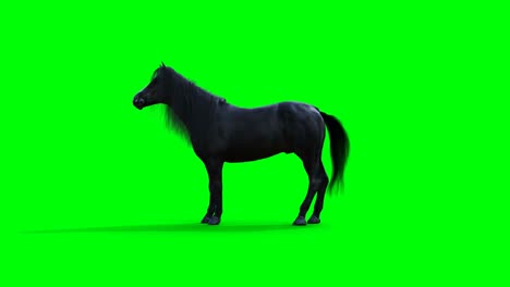 standing black horse. green screen realistic animation.