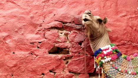 camel making strange faces while eating, decorated in bright colors against an old painted wall. rajasthan, india, copy space.