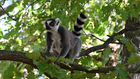 a-lemur-sits-on-a-branch-and-looks-around-in-the-forest,-zoo