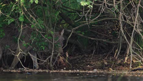 Wet-grey-wolf-walks-along-muddy-river-bank-in-Hoge-Veluwe,-Netherlands