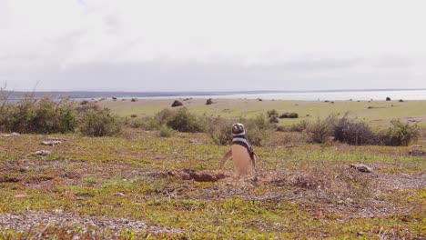 Ground-Level-shot-of-a-single-Magellanic-Penguin-standing-on-the-grass-with-the-background-of-the-sea-and-clouds