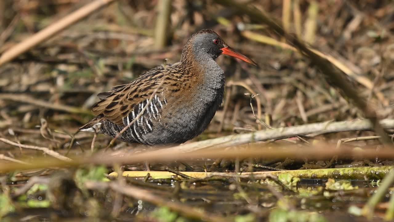 Tranquil wildlife moment features water rail hunting within reeds