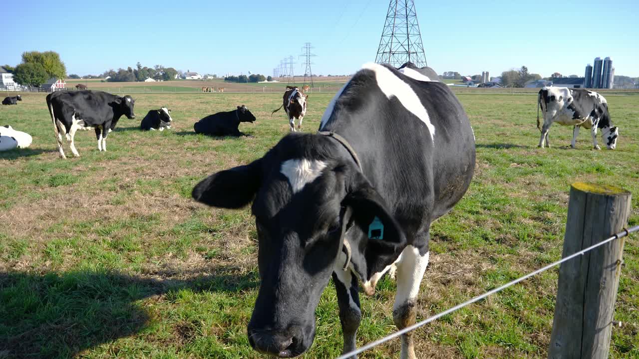 vacas de granja amish disfrutando de un día soleado en los campos