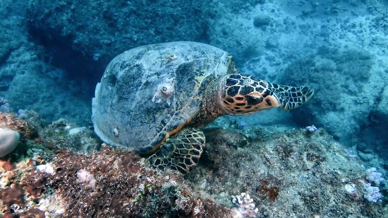 Hawksbill turtle feeding close up on coral reef