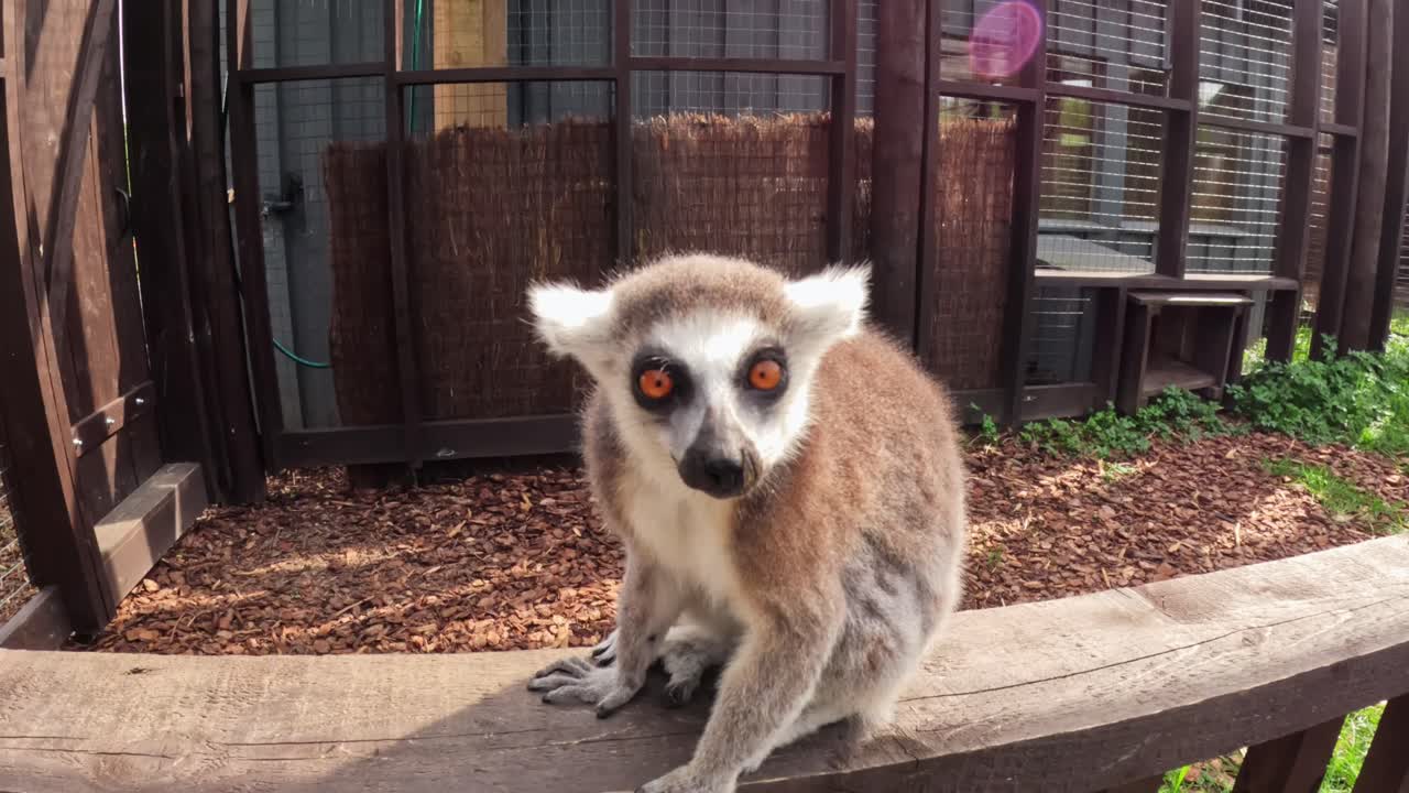 Playful ring-tailed lemur leans forward while chewing and stretching its paw toward the camera, creating a humorous, curious wildlife moment with strong personality and motion