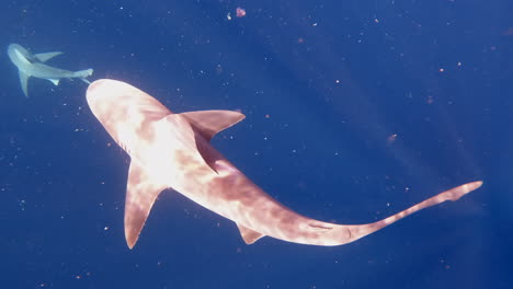 sandbar shark swimings up from depths of ocean towards sunny ocean surface