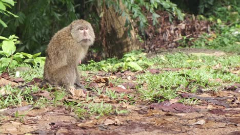 wild macaque monkey makes threatening face to camera