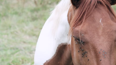 close-up of peaceful horse in meadow with flies buzzing